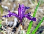 Iris uniflora image