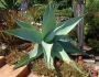 Agave guiengola image