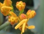 Agave gypsophila image