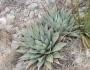 Agave parryi subsp. neomexicana image