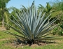 Agave tequilana image
