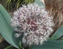 Allium karataviense image