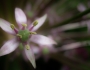 Allium schubertii image