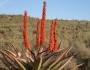 Aloe ferox image