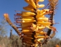 Aloe marlothii image