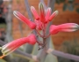 Aloe striata image
