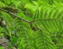 Alsophila capensis image
