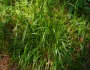 Calamagrostis arundinacea image