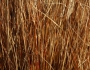 Carex buchananii image