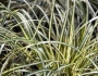 Carex oshimensis image