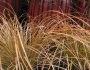 Carex testacea image