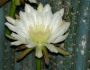Cereus repandus image
