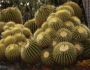 Echinocactus grusonii image