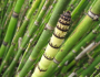 Equisetum hyemale image