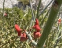 Euphorbia lomelii image