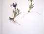Iris adriatica image