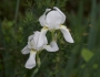 Iris albicans image