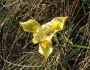 Iris arenaria image