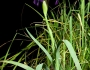 Iris bicapitata image