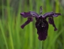 Iris chrysographes image