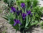 Iris furcata image