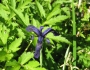 Iris goniocarpa image
