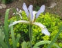 Iris halophila var. sogdiana image