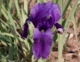 Iris hoogiana image