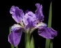 Iris hookeriana image