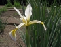 Iris kerneriana image