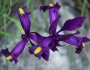 Iris longiscapa image