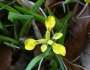 Iris minutoaurea image