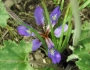 Iris pontica image