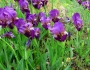 Iris reichenbachii image
