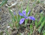 Iris rossii image
