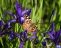 Iris sintenisii image
