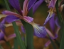 Iris songarica image