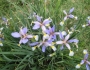 Iris spuria subsp. musulmanica image