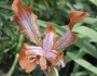 Iris stolonifera image