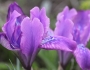 Iris tigridia image