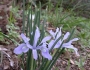 Iris vartanii image