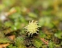Leptinella dioica image
