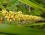 Lomandra longifolia image