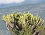 Myrtillocactus geometrizans image
