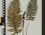Polystichum longipaleatum image