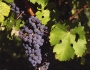 Vitis vinifera image