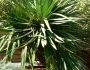 Yucca recurvifolia image