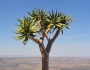 Aloe dichotoma image