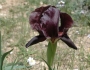 Iris nigricans image