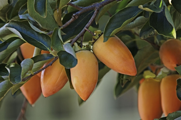 Diospyros kaki image